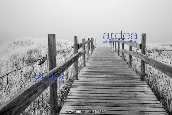 : USA, Minnesota, Duluth, Park Point, Boardwalk over Dunes : USA, Minnesota, Duluth, Park Point, Boardwalk over Dunes
