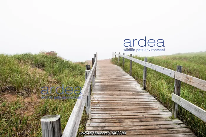 : USA, Minnesota, Duluth, Park Point, Boardwalk over Dunes : USA, Minnesota, Duluth, Park Point, Boardwalk over Dunes