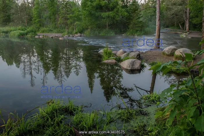 : USA, Minnesota, Itasca State Park, Mississippi Headwaters : USA, Minnesota, Itasca State Park, Mississippi Headwaters