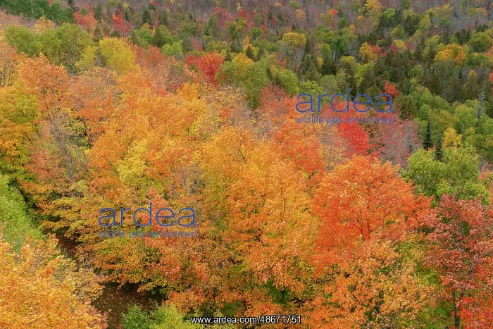 : USA, Minnesota, Superior National Forest. Autumn forest : USA, Minnesota, Superior National Forest. Autumn forest