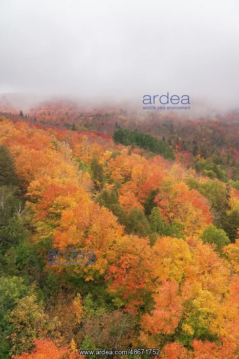 : USA, Minnesota, Superior National Forest. Autumn forest : USA, Minnesota, Superior National Forest. Autumn forest