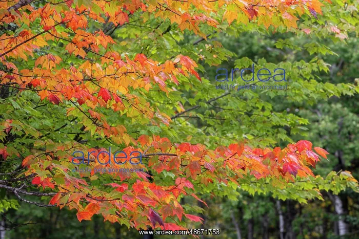  : USA, Minnesota, Superior National Forest. Autumn colors in