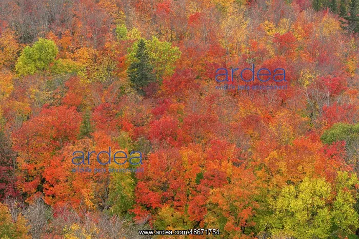  : USA, Minnesota, Superior National Forest. Autumn forest