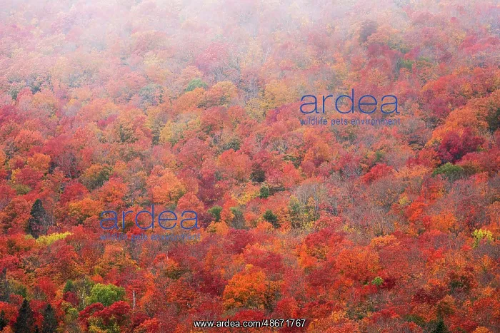 : USA, Minnesota, Superior National Forest. Autumn forest : USA, Minnesota, Superior National Forest. Autumn forest