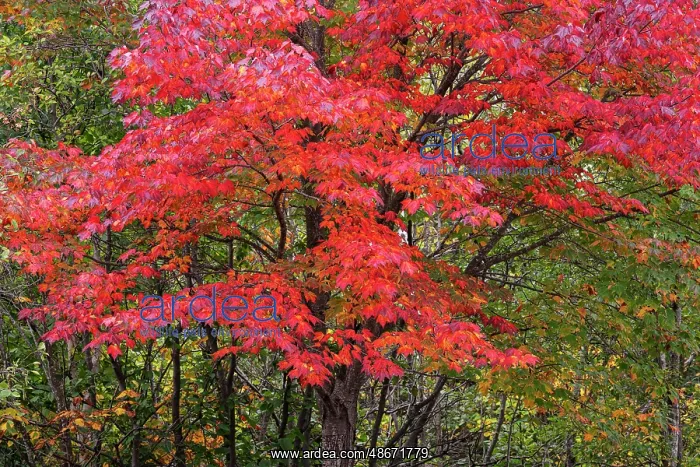 : USA, Minnesota, Superior National Forest. Autumn colors in : USA, Minnesota, Superior National Forest. Autumn colors in