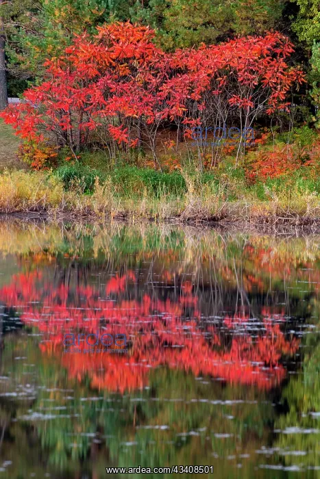  : USA, Minnsota, Duluth, Fall Color