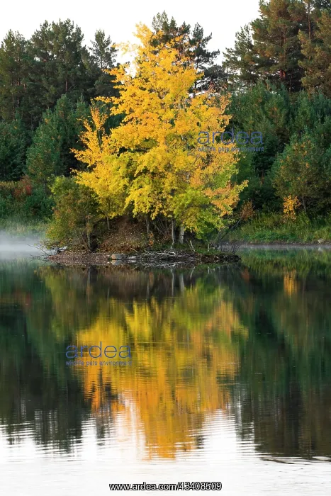 : USA, Minnsota, Duluth, Fall Color : USA, Minnsota, Duluth, Fall Color