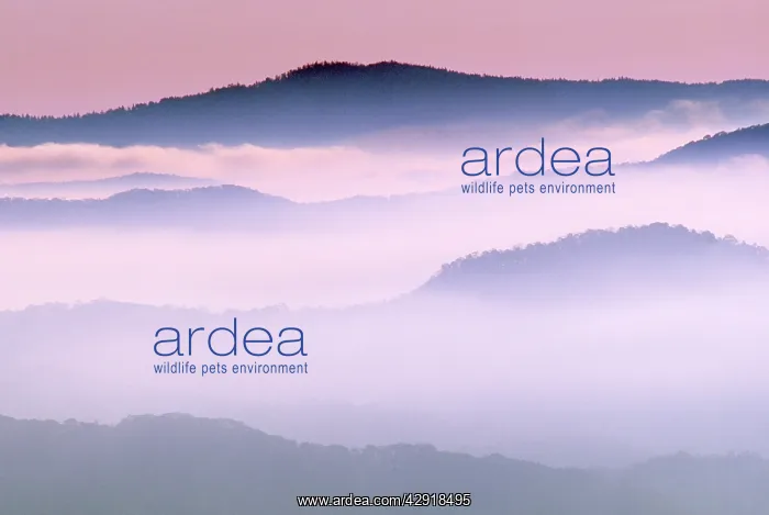 : USA - mist & dawn clouds covering mountain ridges : USA - mist & dawn clouds covering mountain ridges