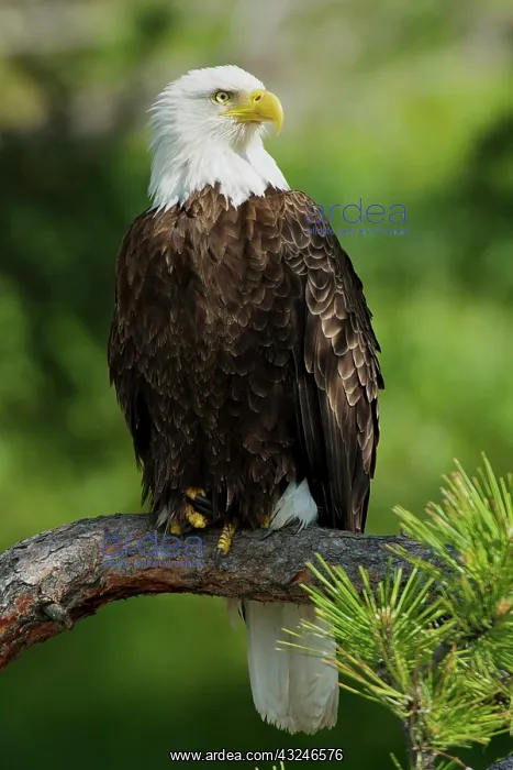 : USA, Montana, Flathead Lake. Bald Eagle : USA, Montana, Flathead Lake. Bald Eagle