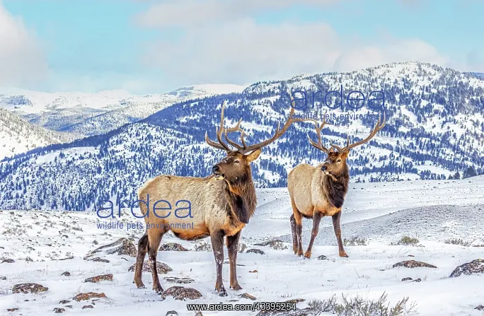 : USA, Montana. Yellowstone National Park, elk : USA, Montana. Yellowstone National Park, elk