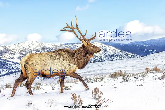 : USA, Montana. Yellowstone National Park, elk : USA, Montana. Yellowstone National Park, elk