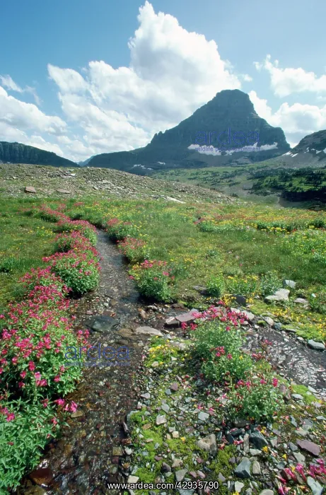 : USA - Mount Reynolds & Pink Monkey Flowers (Mimulus : USA - Mount Reynolds & Pink Monkey Flowers (Mimulus