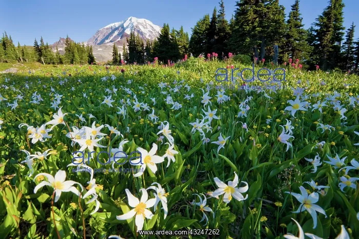 : USA, Mt. Rainier National Park, Washington : USA, Mt. Rainier National Park, Washington
