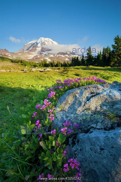 : USA, Mt. Rainier National Park, Washington : USA, Mt. Rainier National Park, Washington