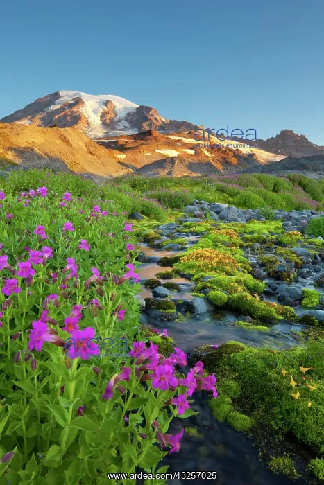 : USA, Mt. Rainier National Park, Washington : USA, Mt. Rainier National Park, Washington