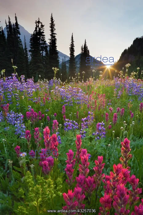 : USA, Mt. Rainier National Park, Washington : USA, Mt. Rainier National Park, Washington