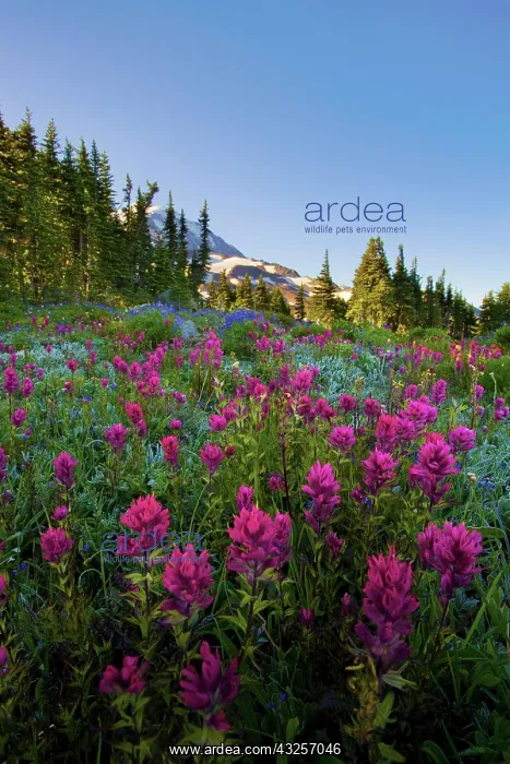 : USA, Mt. Rainier National Park, Washington : USA, Mt. Rainier National Park, Washington