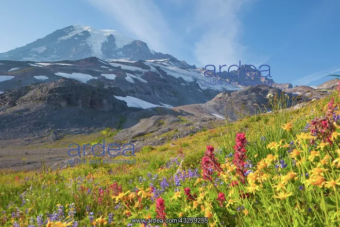 : USA, Mt. Rainier National Park, Washington : USA, Mt. Rainier National Park, Washington