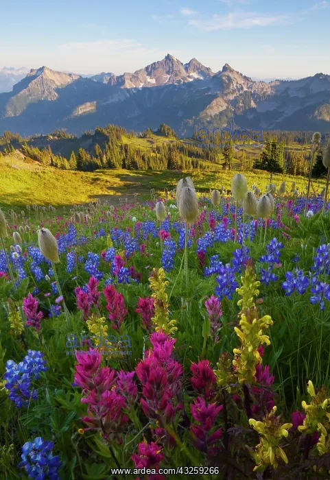 : USA, Mt. Rainier National Park, Washington : USA, Mt. Rainier National Park, Washington