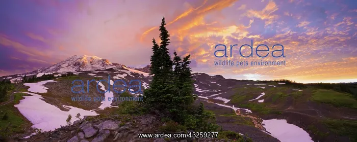 : USA, Mt. Rainier National Park, Washington : USA, Mt. Rainier National Park, Washington