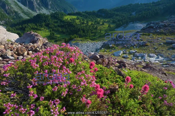 : USA, Mt. Rainier National Park, Washington : USA, Mt. Rainier National Park, Washington