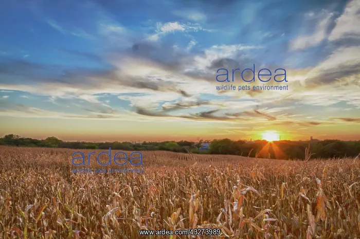 : USA, Nebraska, near Omaha. A cornfield at : USA, Nebraska, near Omaha. A cornfield at