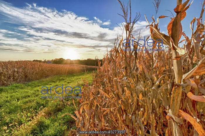 : USA, Nebraska, near Omaha. Cornfield at : USA, Nebraska, near Omaha. Cornfield at