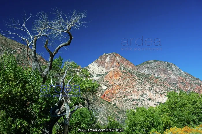 : USA, Nevada, Elgin. Rainbow Canyon : USA, Nevada, Elgin. Rainbow Canyon