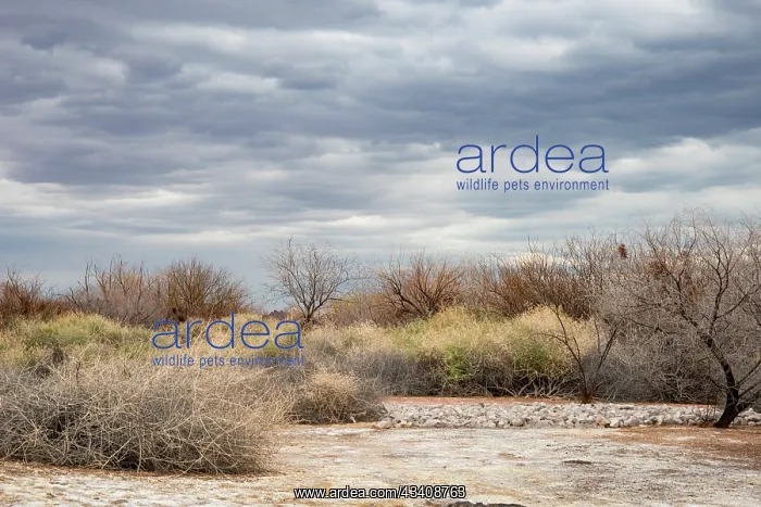 : USA, Nevada, Las Vegas (on 2019 California Drought : USA, Nevada, Las Vegas (on 2019 California Drought