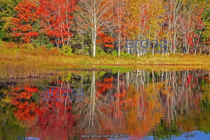 : USA, New England, Maine, Lake with Fall colors reflected : USA, New England, Maine, Lake with Fall colors reflected