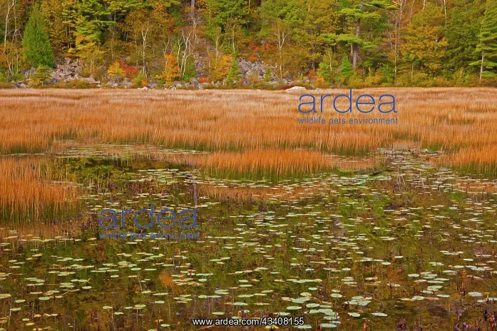  : USA, New England, Maine, Mt. Desert Island, Acadia