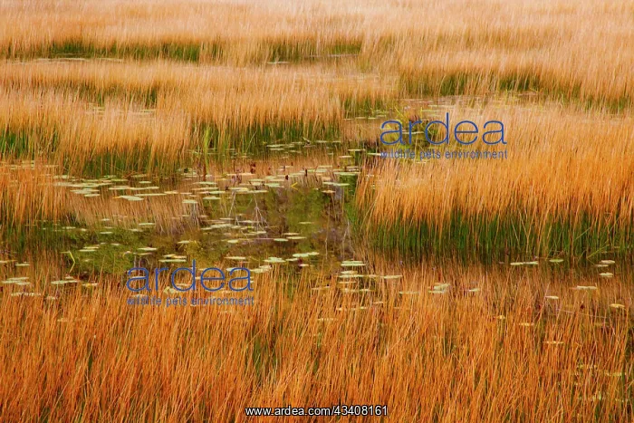 : USA, New England, Maine, Mt. Desert Island, Acadia : USA, New England, Maine, Mt. Desert Island, Acadia