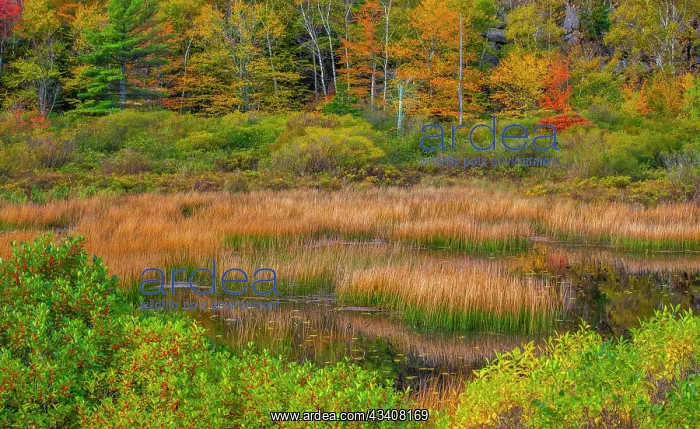 : USA, New England, Maine, Mt. Desert Island, Acadia : USA, New England, Maine, Mt. Desert Island, Acadia