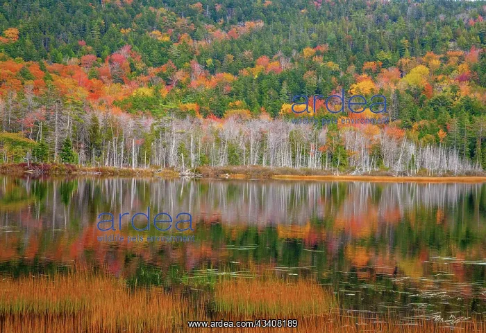: USA, New England, Maine, Mt. Desert Island, Acadia : USA, New England, Maine, Mt. Desert Island, Acadia