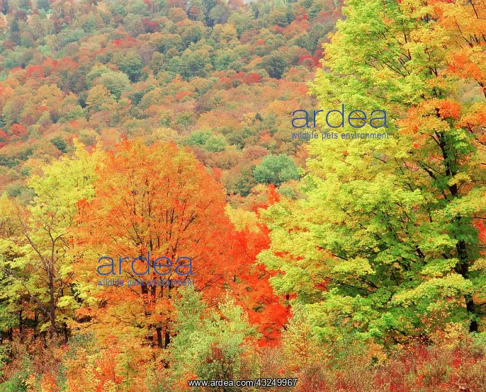 : USA, New England, Tree area in autumn (Large : USA, New England, Tree area in autumn (Large