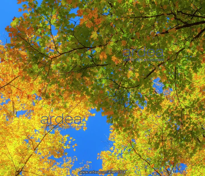 : USA, New England, Vermont Autumn looking up into : USA, New England, Vermont Autumn looking up into