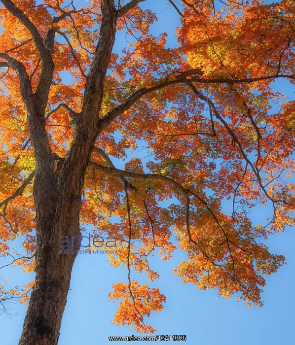 : USA, New England, Vermont Autumn looking up into : USA, New England, Vermont Autumn looking up into