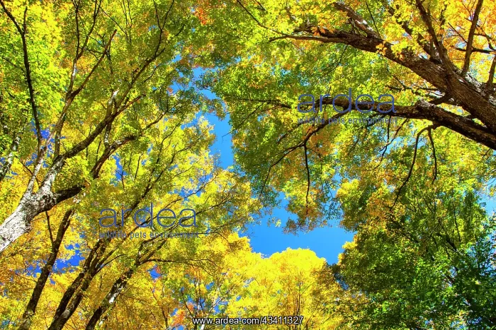 : USA, New England, Vermont Autumn looking up into : USA, New England, Vermont Autumn looking up into