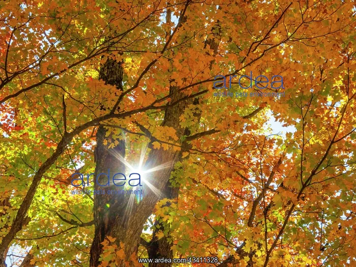 : USA, New England, Vermont Autumn looking up into : USA, New England, Vermont Autumn looking up into