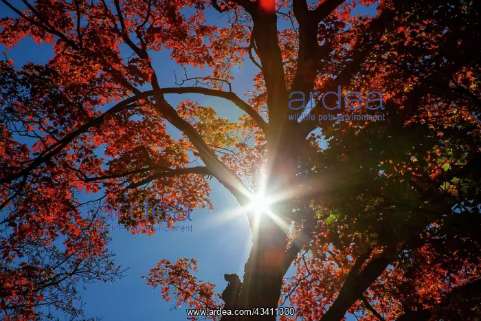 : USA, New England, Vermont Autumn looking up into : USA, New England, Vermont Autumn looking up into