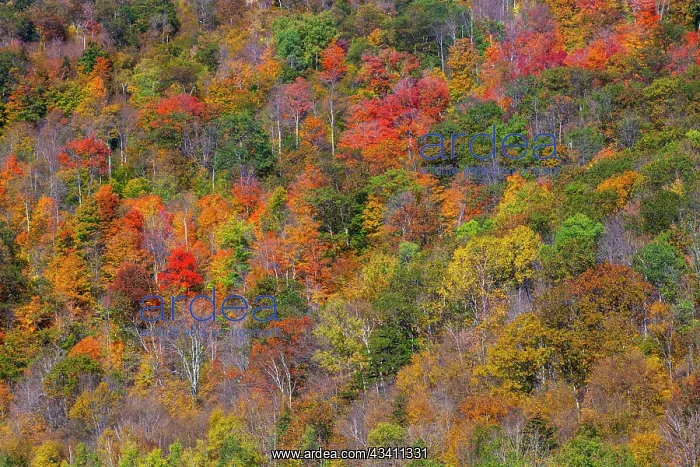 : USA, New England, Vermont, Plymouth, Fall colors on hillside : USA, New England, Vermont, Plymouth, Fall colors on hillside
