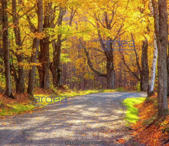 : USA, New England, Vermont tree-lined gravel road : USA, New England, Vermont tree-lined gravel road