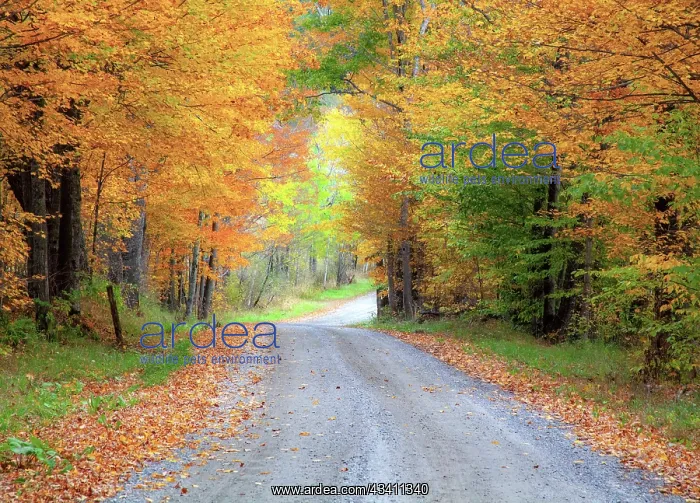 : USA, New England, Vermont tree-lined roadway in : USA, New England, Vermont tree-lined roadway in