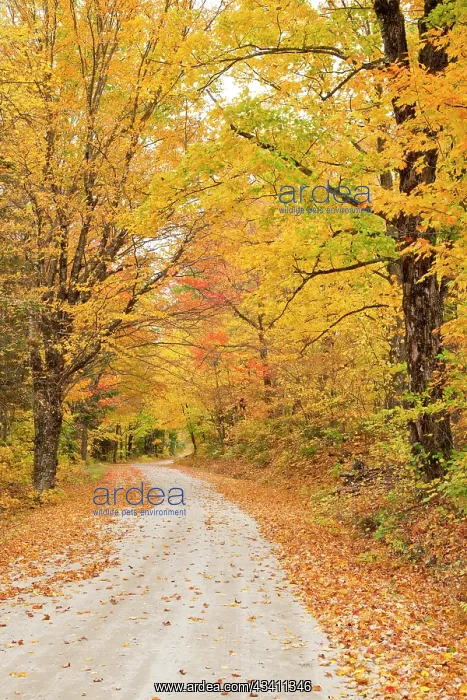 : USA, New England, Vermont tree-lined roadway in : USA, New England, Vermont tree-lined roadway in
