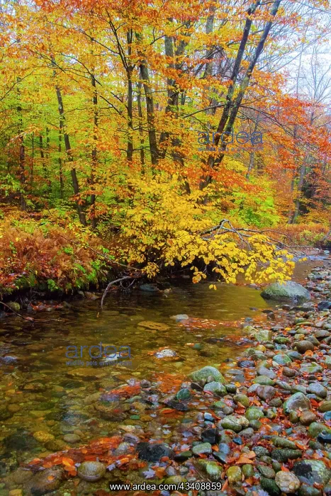 : USA, New Hampshire Autumn colors on Maple, Beech : USA, New Hampshire Autumn colors on Maple, Beech