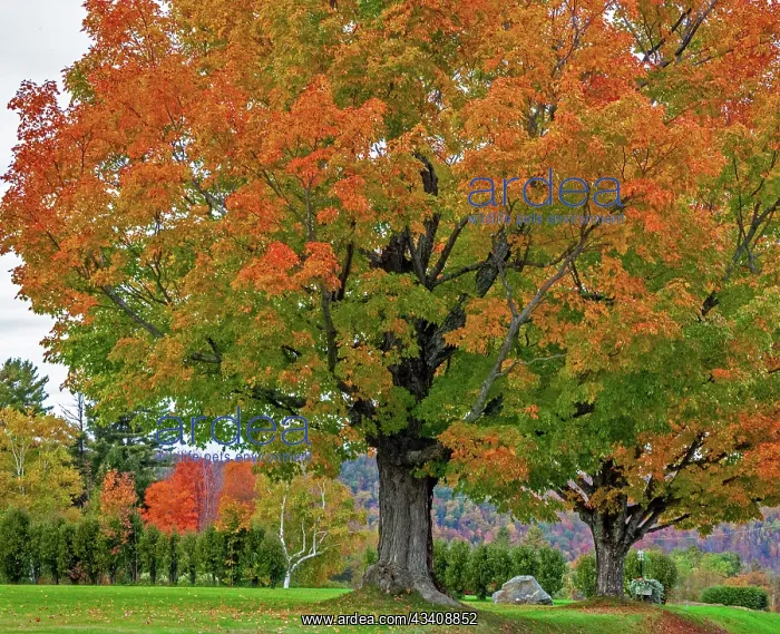 : USA, New Hampshire, Fall colors with White Birch : USA, New Hampshire, Fall colors with White Birch
