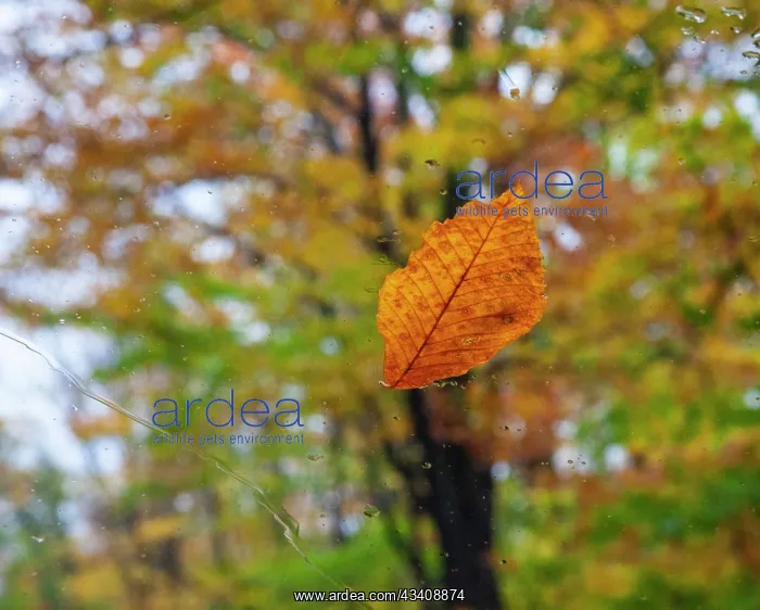 : USA, New Hampshire fallen Beech leaf on wet windshield : USA, New Hampshire fallen Beech leaf on wet windshield