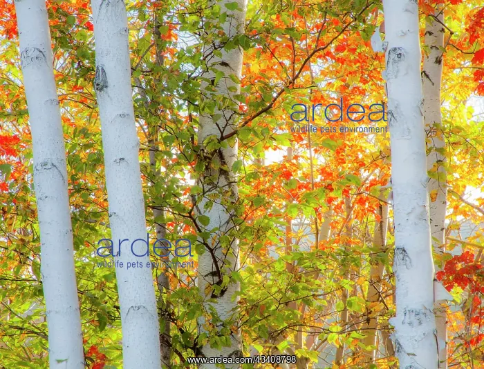 : USA, New Hampshire, Franconia, Autumn Colors surrounding : USA, New Hampshire, Franconia, Autumn Colors surrounding