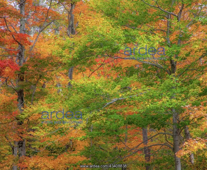 : USA, New Hampshire, Franconia hardwood forest of : USA, New Hampshire, Franconia hardwood forest of