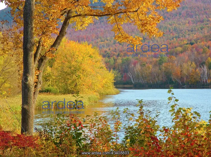 : USA, New Hampshire, Franconia, small lake surrounded : USA, New Hampshire, Franconia, small lake surrounded